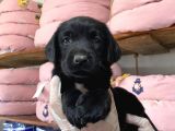 Safkan Siyah Labrador Retriever Yavrularımız