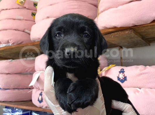 Safkan Siyah Labrador Retriever Yavrularımız görsel