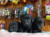 Safkan siyah labrador retriever yavrularımız