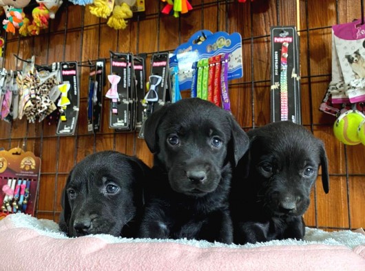 Safkan Siyah Labrador Retriever Yavrularımız