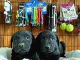 Safkan Siyah Labrador Retriever Yavrularımız
