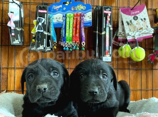 Safkan Siyah Labrador Retriever Yavrularımız görsel