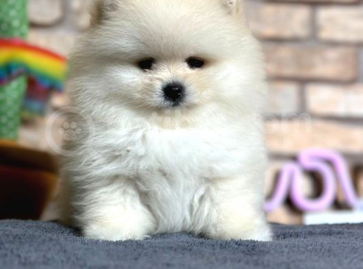 En Sevimli Pomeranian Boo Erkek Yavru görsel