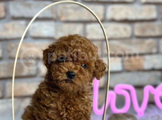 Kıvırcık Tüy Yumağı Toy Poodle Yavrularım görsel