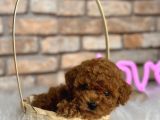 Kıvırcık Tüy Yumağı Toy Poodle Yavrularım