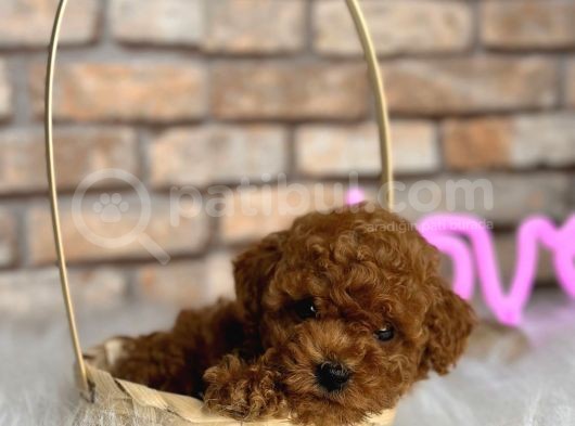 Kıvırcık Tüy Yumağı Toy Poodle Yavrularım görsel