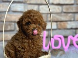 Kıvırcık Tüy Yumağı Toy Poodle Yavrularım