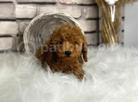 Kıvırcık Tüy Yumağı Toy Poodle Yavrularım görsel