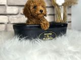 kıvırcık tüy yumağı toy poodle yavrularım