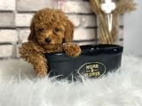 Kıvırcık Tüy Yumağı Toy Poodle Yavrularım