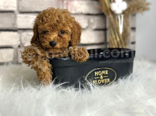 Kıvırcık Tüy Yumağı Toy Poodle Yavrularım görsel