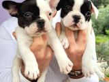 Safkan Irk Garantili Frech Bulldog Yavrulari