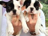 Safkan Irk Garantili Frech Bulldog Yavrulari