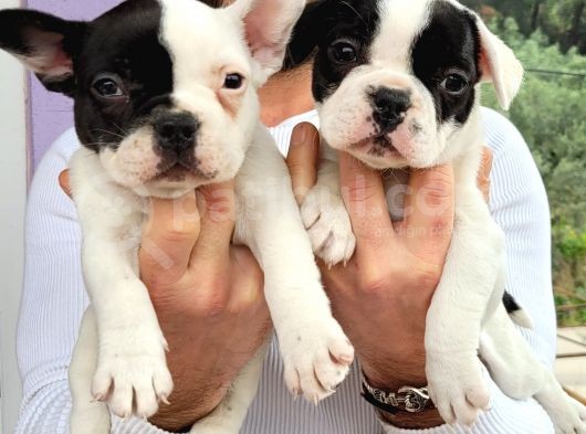 Safkan Irk Garantili Frech Bulldog Yavrulari görsel