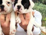 Safkan Irk Garantili Frech Bulldog Yavrulari
