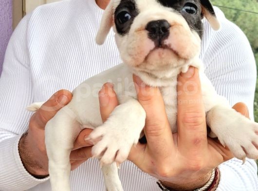Safkan Irk Garantili Frech Bulldog Yavrulari