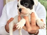 Safkan Irk Garantili Frech Bulldog Yavrulari