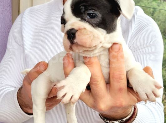 Safkan Irk Garantili Frech Bulldog Yavrulari görsel