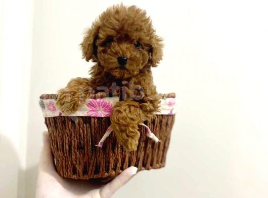 TOOY POODLE YAVRUMUZ 0 TEACUP 