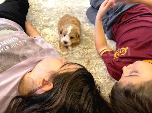 Maltipoo Güzel Oğluma görsel