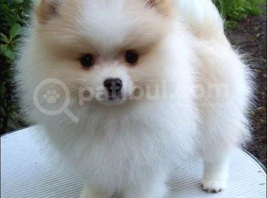 POMERRİAN BOO AYI SURATLI  