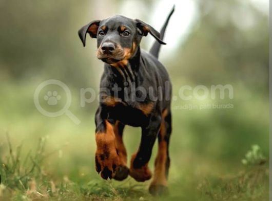 King Doberman Son Bir Bebek görsel