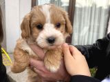 Maltipoo Güzel Oğluma