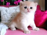 British Shorthair Golden Sunshine Nyv12