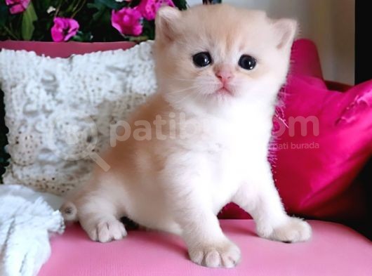 British Shorthair Golden Sunshine Nyv12