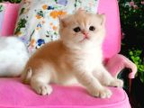 British Shorthair Golden Sunshine Nyv12