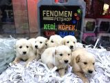 Baby Face Golden Retriewer Yavrulari Safkan Belgeli̇