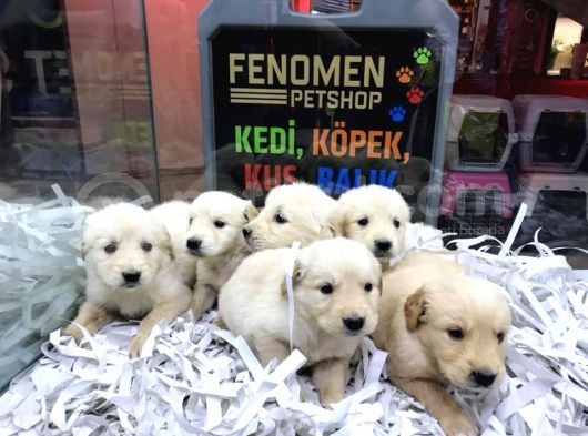 Baby Face Golden Retriewer Yavrulari Safkan Belgeli̇ görsel