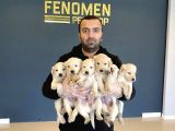 BABY FACE GOLDEN RETRIEWER YAVRULARI SAFKAN BELGELİ
