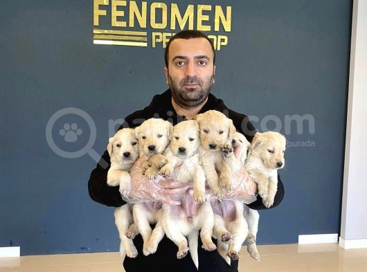 Baby Face Golden Retriewer Yavrulari Safkan Belgeli̇