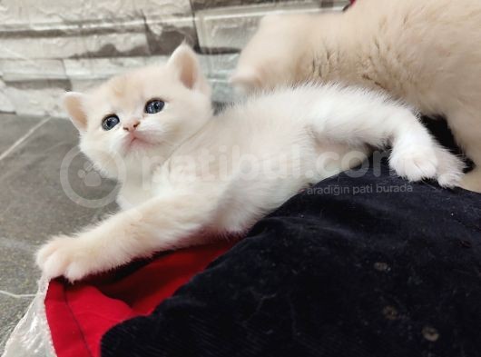Blue Golden Bri̇ti̇sh Saf Kan Şecereli Anne-Baba Bebekleri