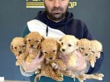 SHOW KALİTE GERÇEK MALTİPOO YAVRULARI FENOMEN PETS ANKARA