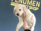 Baby Face Golden Retriewer Yavrulari Safkan Belgeli̇