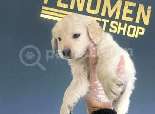 Baby Face Golden Retriewer Yavrulari Safkan Belgeli̇ görsel
