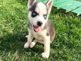 A Kalite Husky Mavi Gözlü Sibirya Kurdu