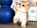 A kalite BRİTİSH SHORTHAİR GOLDEN  yavrular