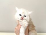 Full şecereli Maine Coon Yavrular
