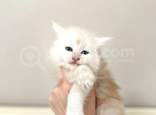 Full Şecereli Maine Coon Yavrular