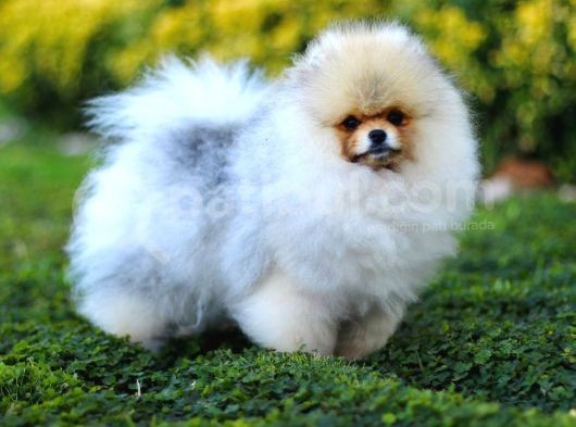 Erkek Show Kalite Pomeranian Yavru görsel