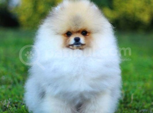 Erkek Show Kalite Pomeranian Yavru görsel