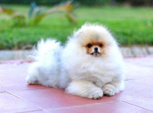 Erkek Show Kalite Pomeranian Yavru görsel