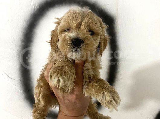 Teacup Maltipo Miniklerimin Aşıları Başladı görsel