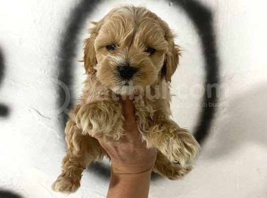 Teacup Maltipo Miniklerimin Aşıları Başladı