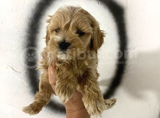 Teacup Maltipo Miniklerimin Aşıları Başladı görsel