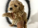 Teacup Maltipo Miniklerimin Aşıları Başladı
