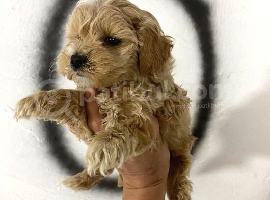 Teacup Maltipo Miniklerimin Aşıları Başladı görsel